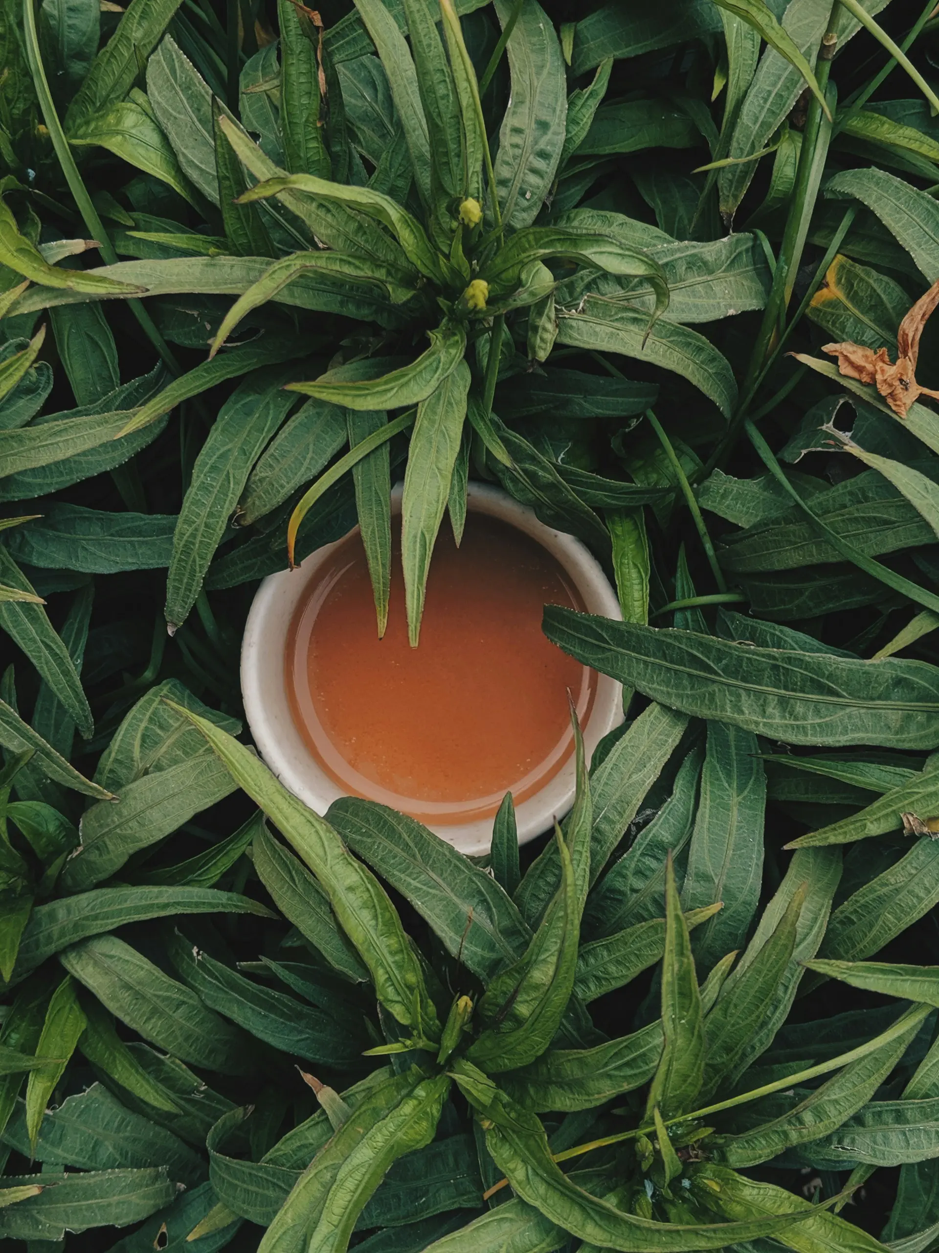 Floating tea leaf